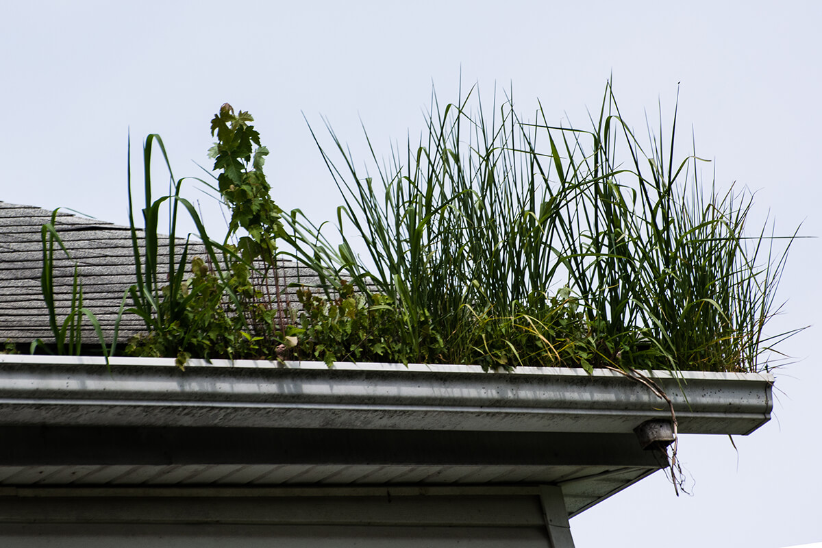 gutter clogged by plants